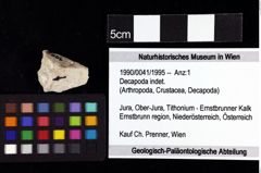 Foto (Objket + Etiketten) von Decapoda indet. 